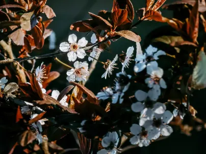 Kineko Kasyno Aplikacja mobilna